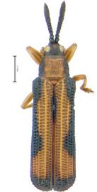   Orbispa  habitus. 